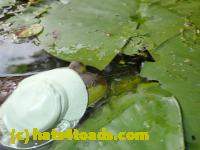/home//u458753944/public_html/sourcegallery/////////////////Frogs/More bullfrogs/P8180199.JPG